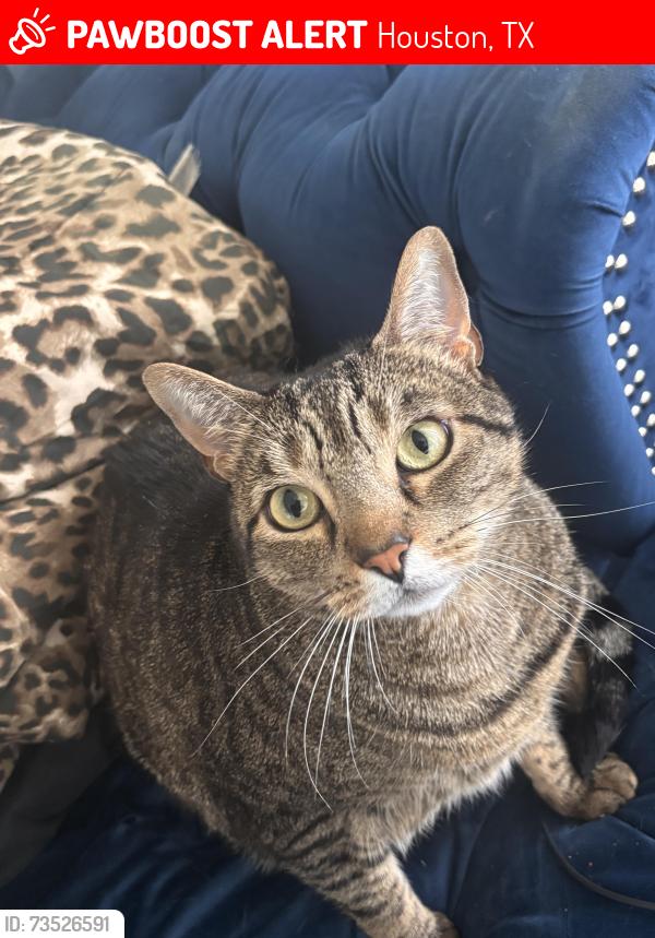 Lost Male Cat last seen Near S sam houston pkwy E, Houston, TX 77047