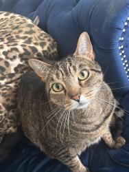 Lost Male Cat last seen Near S sam houston pkwy E, Houston, TX 77047