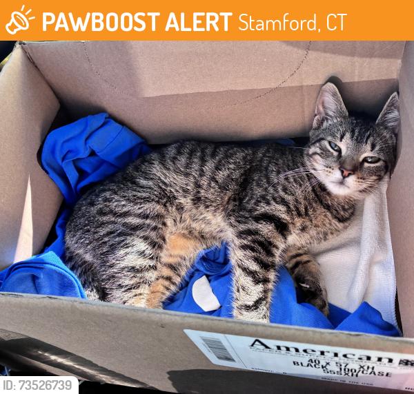 Found/Stray Male Cat last seen Near the Park/Playground, Stamford, CT 06902