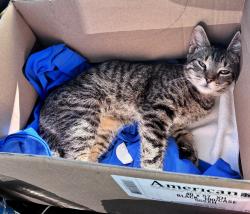 Found/Stray Male Cat last seen Near the Park/Playground, Stamford, CT 06902
