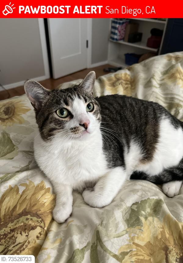 Lost Male Cat last seen Ardath Rd. & Hidden Valley Rd., San Diego, CA 92037