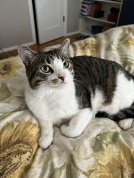 Lost Male Cat last seen Ardath Rd. & Hidden Valley Rd., San Diego, CA 92037