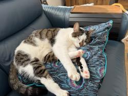 Reunited Female Cat last seen Smallfield Road, near mini roundabout to Hathersham Lane, Surrey, England RH6 9LR