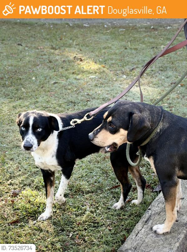 Found/Stray Unknown Dog last seen near Fox Hall and Chatt river, Douglasville, GA 30135