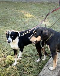 Found/Stray Unknown Dog last seen near Fox Hall and Chatt river, Douglasville, GA 30135