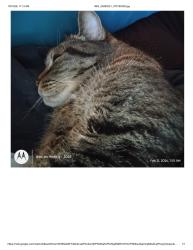 Lost Male Cat last seen two blocks from Scott :Lake Elementary, Lakeland, FL 33813
