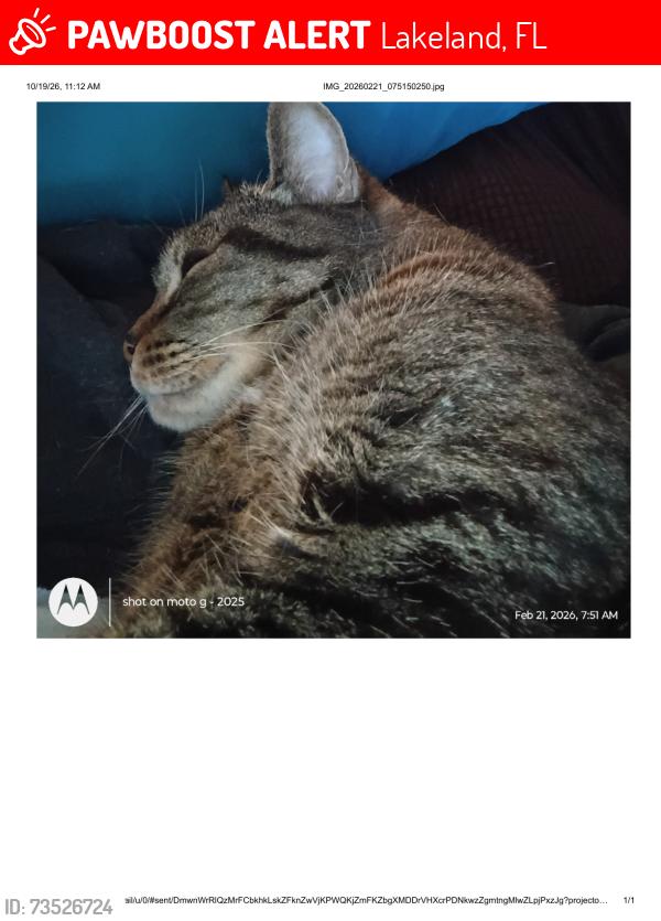 Lost Male Cat last seen two blocks from Scott :Lake Elementary, Lakeland, FL 33813