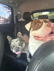 Reunited Male Dog last seen 21st and Tyler, Wichita, KS 67205