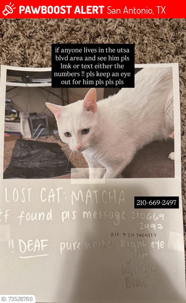 Lost Male Cat last seen UTSA apmts, San Antonio, TX 78249