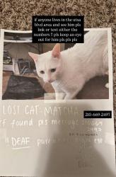 Lost Male Cat last seen UTSA apmts, San Antonio, TX 78249