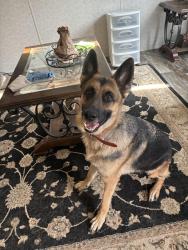 Lost Female Dog last seen Dewitt Ln, Pomona Park, FL 32181