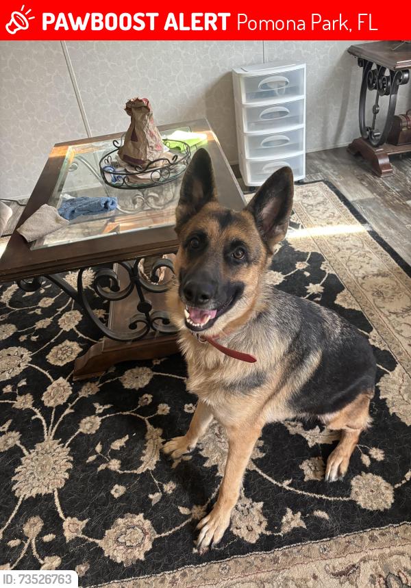 Lost Female Dog last seen Dewitt Ln, Pomona Park, FL 32181