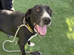 Shelter Stray Male Dog last seen , 1850 W 60th St, Los Angeles, CA 90047, USA