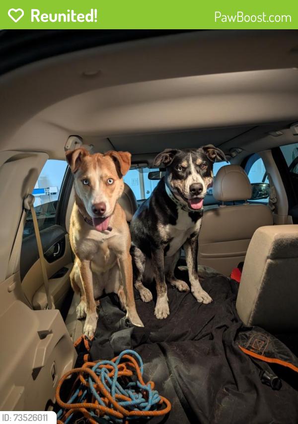 Reunited Female Dog last seen Arvada Center, Arvada, CO 80003