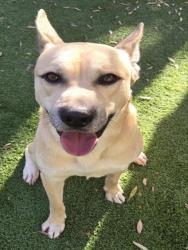 Shelter Stray Male Dog last seen , 1850 W 60th St, Los Angeles, CA 90047, USA