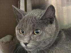 Shelter Stray Female Cat last seen , 1850 W 60th St, Los Angeles, CA 90047, USA