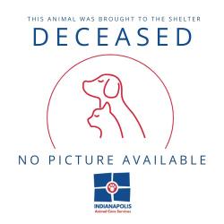 Shelter Stray Unknown Cat last seen Near, 5001 E Raymond St, Indianapolis, IN 46203, USA
