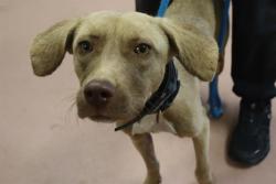 Shelter Stray Female Dog last seen Near BLOCK HIGHGATE RD, 127 Humane Ln, Columbia, SC 29201, USA