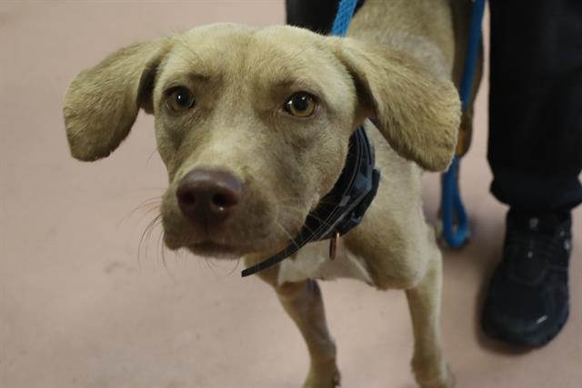 Shelter Stray Female Dog last seen Near BLOCK HIGHGATE RD, 127 Humane Ln, Columbia, SC 29201, USA