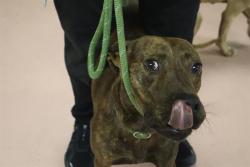 Shelter Stray Male Dog last seen Near BLOCK HIGHGATE RD, 127 Humane Ln, Columbia, SC 29201, USA