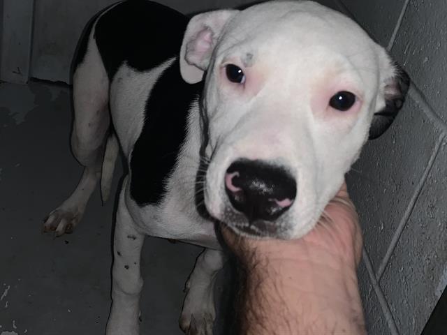 Shelter Stray Female Dog last seen STOCKTON BLVD & LAWRENCE DR, 2127 Front St, Sacramento, CA 95818, USA
