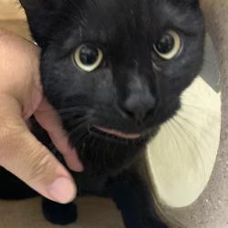 Shelter Stray Female Cat last seen STOCKTON BLVD & LAWRENCE DR, 2127 Front St, Sacramento, CA 95818, USA