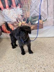 Shelter Stray Male Dog last seen Near BLOCK E 32 ST, 3599 NW 79th Ave, Doral, FL 33122, USA