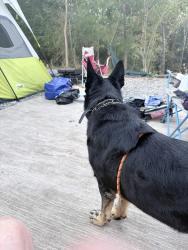 Lost Male Dog last seen Scenic near Pulaski tech, North Little Rock, AR 72118