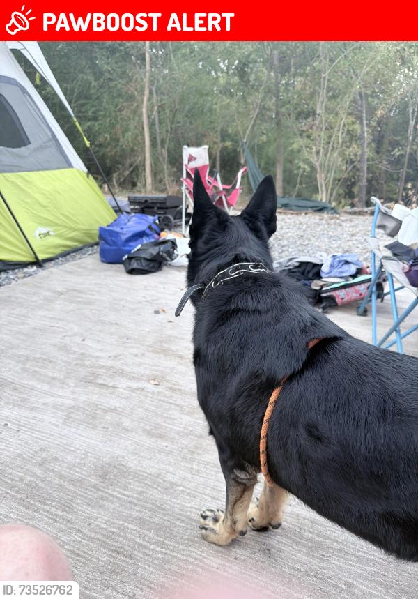 Lost Male Dog last seen Scenic near Pulaski tech, North Little Rock, AR 72118