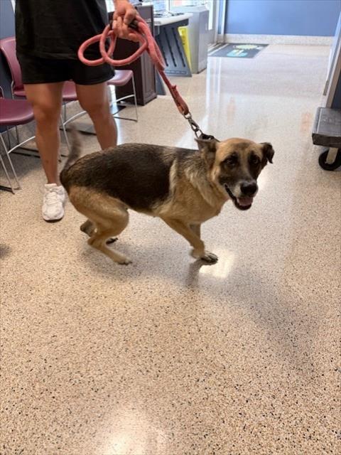Shelter Stray Female Dog last seen Near BLOCK NE 140TH ST, 3599 NW 79th Ave, Doral, FL 33122, USA