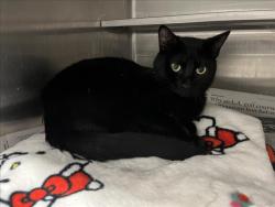 Shelter Stray Male Cat last seen , West Valley Animal Shelter, 20655 Plummer St, Chatsworth, CA 91311, USA