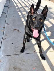 Shelter Stray Male Dog last seen , West Valley Animal Shelter, 20655 Plummer St, Chatsworth, CA 91311, USA