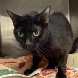 Shelter Stray Female Cat last seen , 4710 TX-151, San Antonio, TX 78227, USA