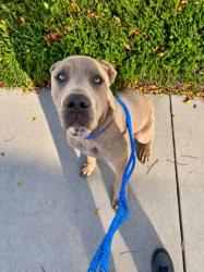 Shelter Stray Male Dog last seen , West Valley Animal Shelter, 20655 Plummer St, Chatsworth, CA 91311, USA