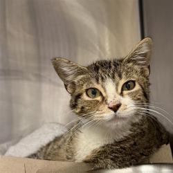 Shelter Stray Male Cat last seen Near BLOCK SW 410, 4710 TX-151, San Antonio, TX 78227, USA