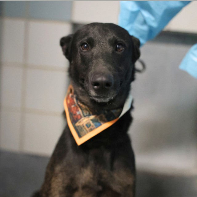 Shelter Stray Male Dog last seen Near BLOCK W TRAVIS, 4710 TX-151, San Antonio, TX 78227, USA