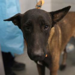 Shelter Stray Male Dog last seen Near BLOCK W TRAVIS, 4710 TX-151, San Antonio, TX 78227, USA
