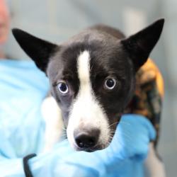 Shelter Stray Female Dog last seen Near BLOCK NW LOOP 410, 4710 TX-151, San Antonio, TX 78227, USA