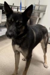 Shelter Stray Male Dog last seen Near BLOCK BEYERS ST, BAKERSFIELD CA 93312, 3951 Fruitvale Ave, Bakersfield, CA 93308, USA