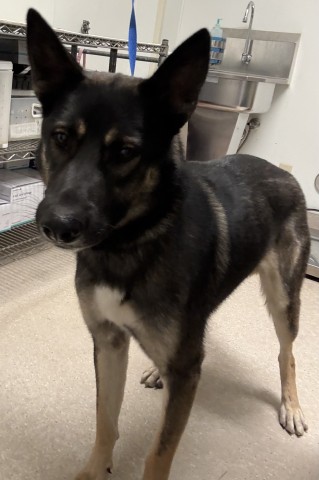Shelter Stray Male Dog last seen Near BLOCK BEYERS ST, BAKERSFIELD CA 93312, 3951 Fruitvale Ave, Bakersfield, CA 93308, USA