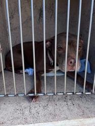 Shelter Stray Female Dog last seen S MADOLE BLVD/BERNADINE LN, 2811 SE 29th St, Oklahoma City, OK 73129, USA