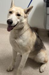 Shelter Stray Female Dog last seen Near BLOCK BEYERS ST, BAKERSFIELD CA 93312, 3951 Fruitvale Ave, Bakersfield, CA 93308, USA