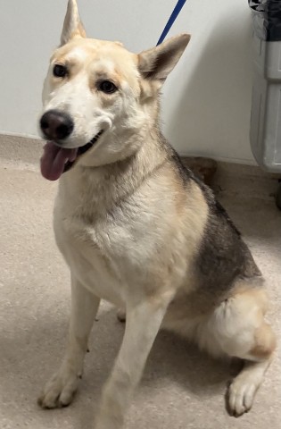 Shelter Stray Female Dog last seen Near BLOCK BEYERS ST, BAKERSFIELD CA 93312, 3951 Fruitvale Ave, Bakersfield, CA 93308, USA