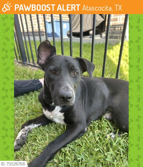 Found/Stray Male Dog last seen Near Madera Run Pkwy, Atascocita, TX 77346, Atascocita, TX 77346