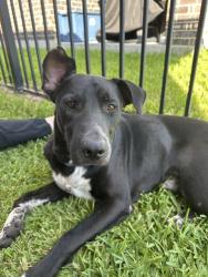 Found/Stray Male Dog last seen Near Madera Run Pkwy, Atascocita, TX 77346, Atascocita, TX 77346