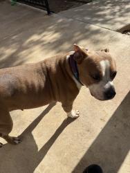 Found/Stray Female Dog last seen Wood avenue S. 15th street, Waco, TX 76706