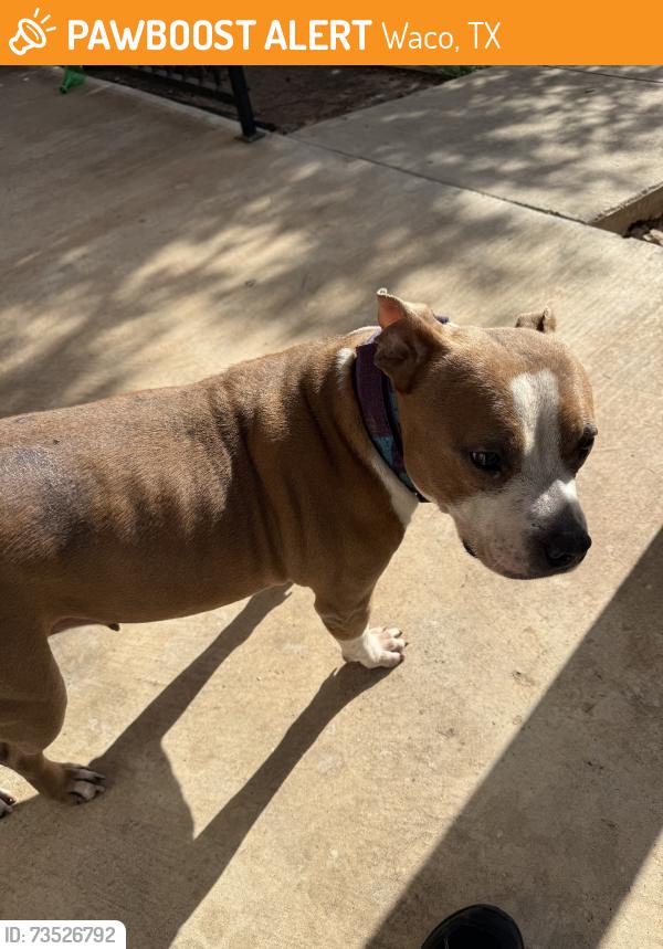 Found/Stray Female Dog last seen Wood avenue S. 15th street, Waco, TX 76706