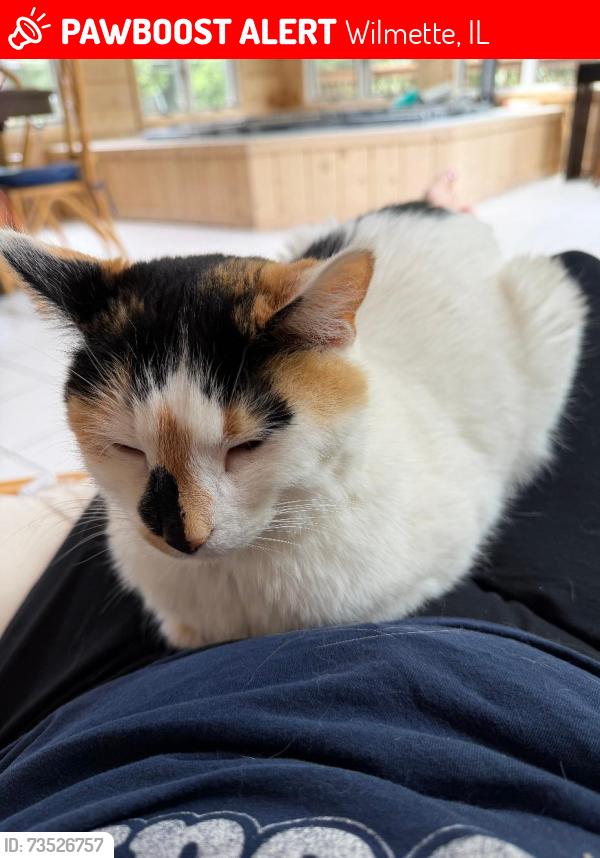Lost Female Cat last seen Riverside Dr. and North Branch Dr., Wilmette, IL 60093