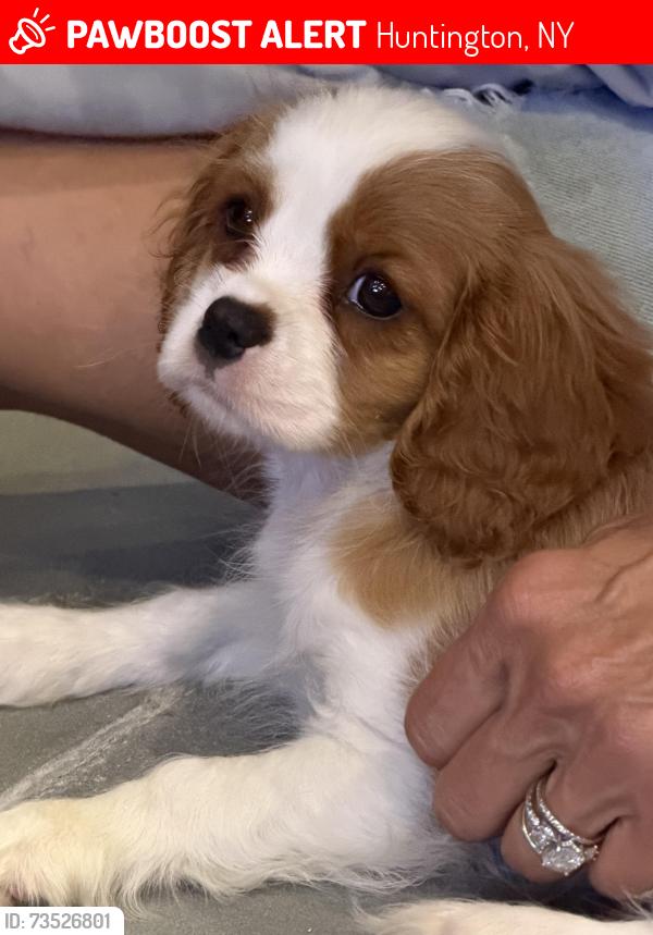 Lost Female Dog last seen Oheka castle, Huntington, NY 11743