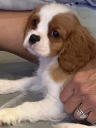 Lost Female Dog last seen Oheka castle, Huntington, NY 11743